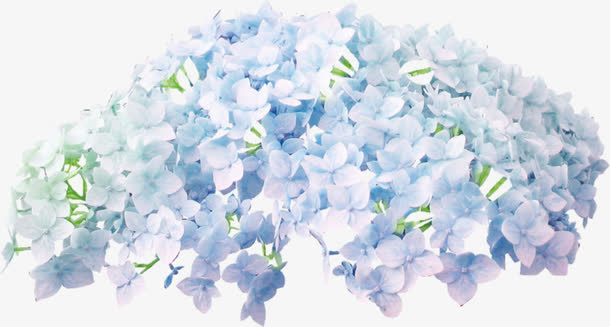 蓝色花束免抠