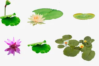 绿色中国风荷花荷叶装饰图案免抠