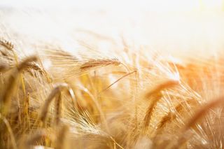 金色小麦稻田图片免抠