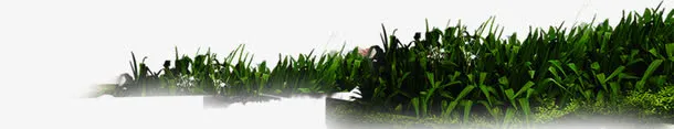清新草地夏日茂密免抠