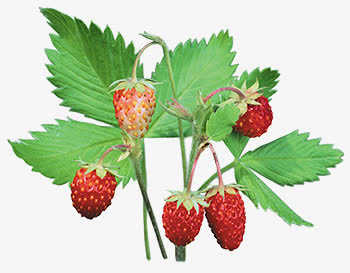 鲜花元素抽象鲜花  清新草莓免抠