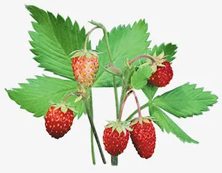 鲜花元素抽象鲜花  清新草莓免抠