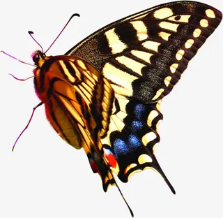 手绘春天蝴蝶美景免抠装饰动物元素