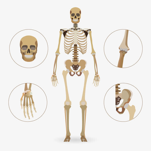 矢量骷髅骨架免抠