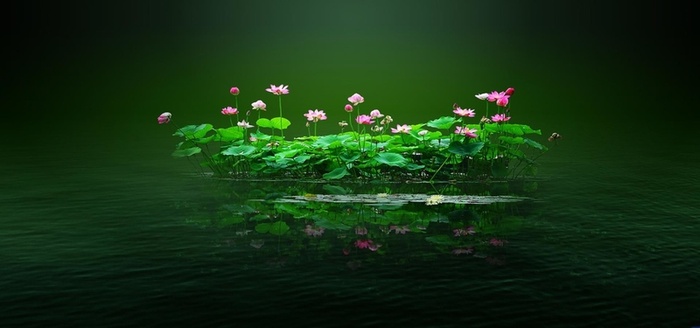 绿色荷花背景图片高清