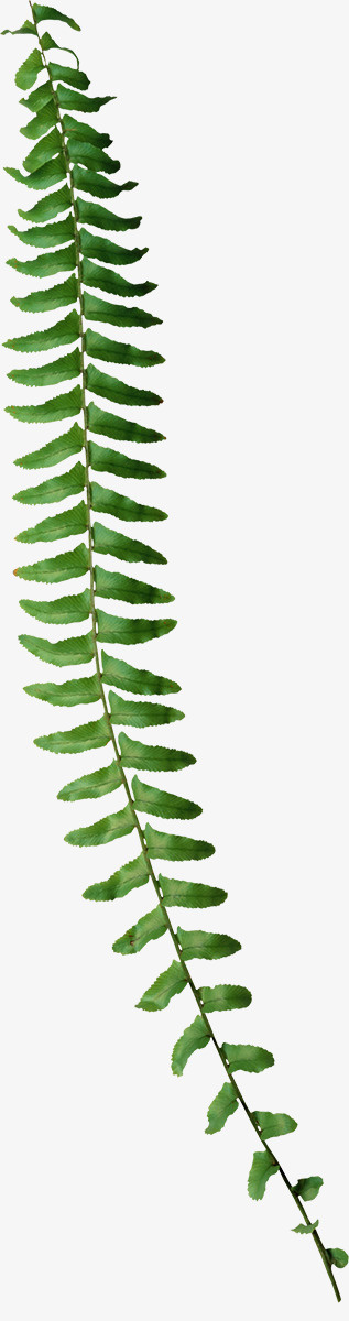 树叶树枝免抠