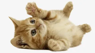 顽皮的猫咪、喵星人、撸猫免抠