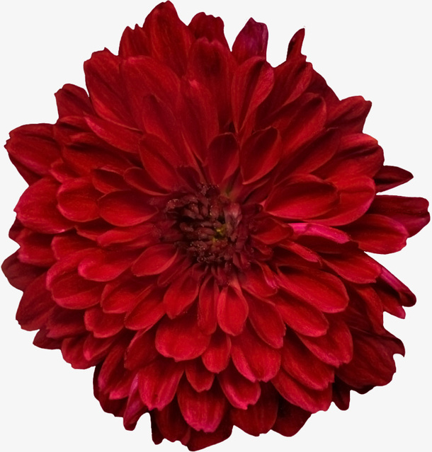 花卉鲜花素材免抠