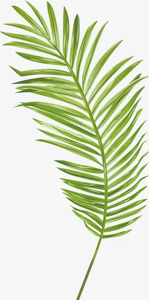 春天绿草免抠 春天绿草免抠