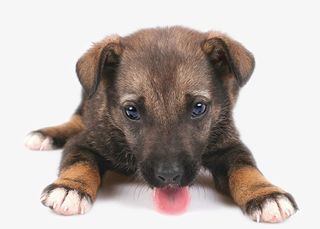 土狗流浪狗救助广告素材免抠