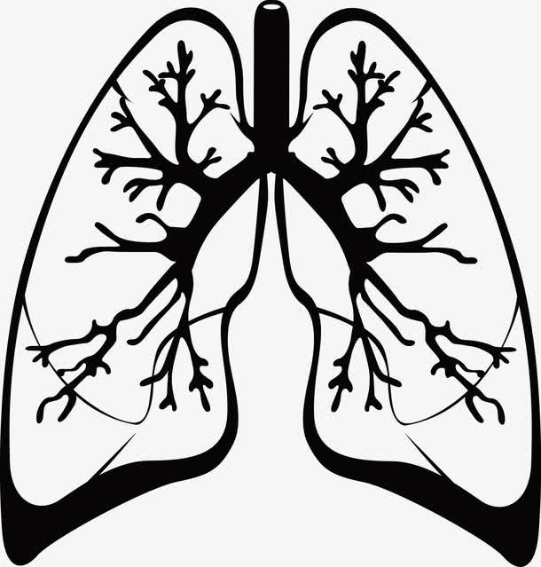 手绘肺部矢量图免抠