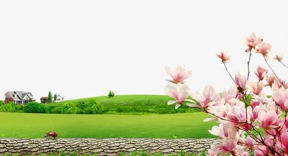 春天草地山丘玉兰背景素材