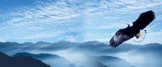 雄鹰展翅背景高清