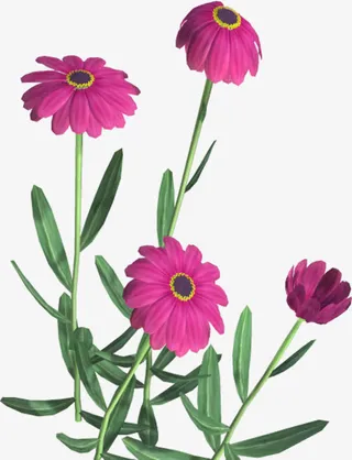 粉色绽放花朵绿叶免抠