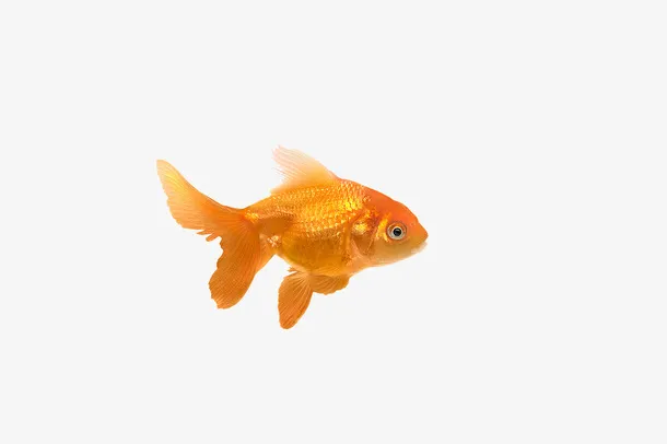 游动的金鱼姬免抠