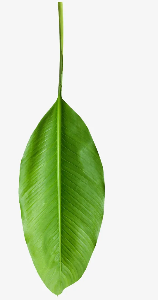 热带植物叶子4免抠