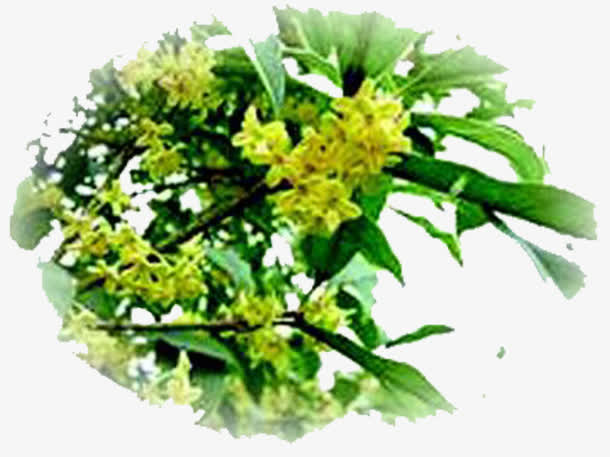 八月桂花香免抠
