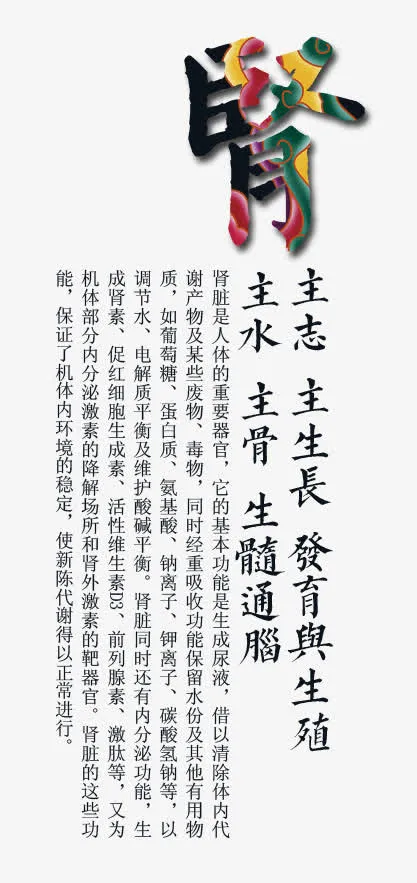 中医养生器官肾功能免抠