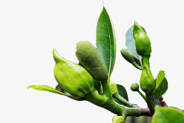 树叶绿花苞免抠