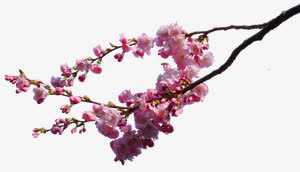 一支梅花装饰免抠