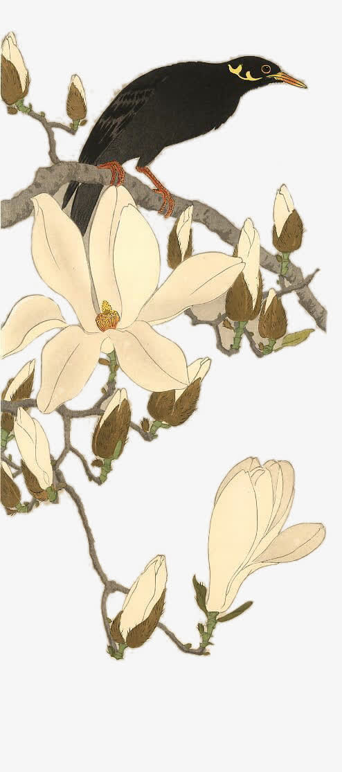 插画-花鸟免抠