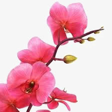 水彩花朵免抠