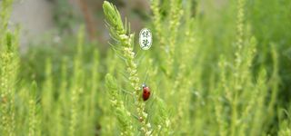 清新 文艺 绿色 虫 惊蛰 背景banner高清