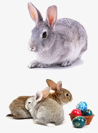 可爱小灰兔素材免抠