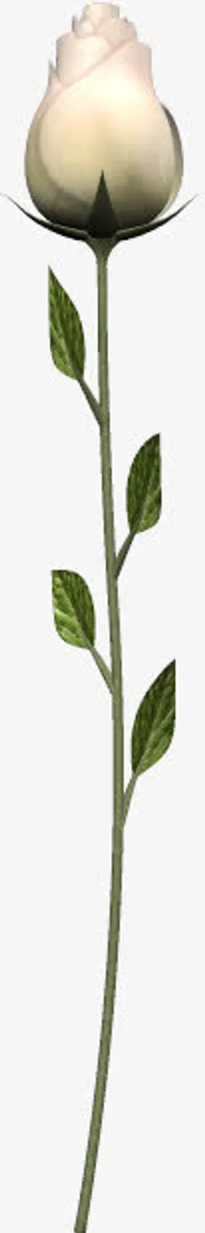 手绘未盛开的玫瑰花免抠