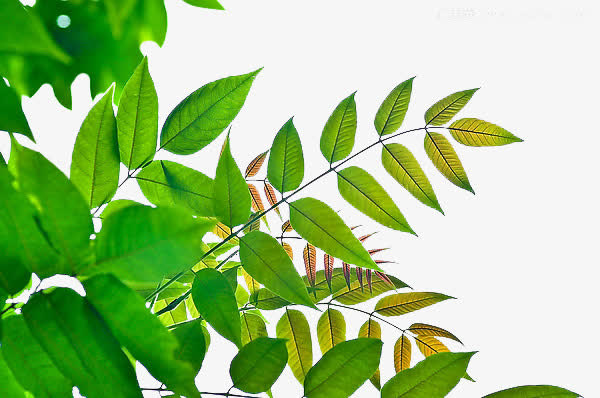 树叶漂浮免抠