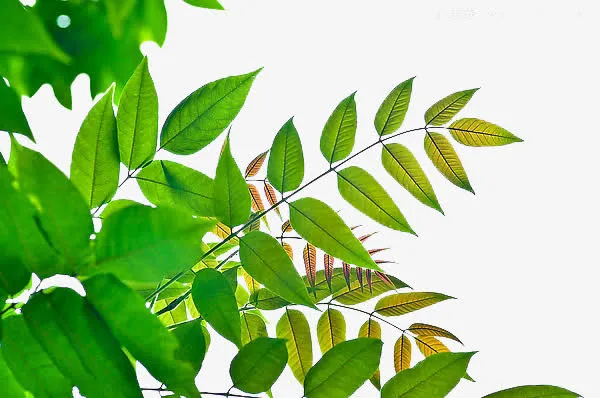 树叶漂浮免抠