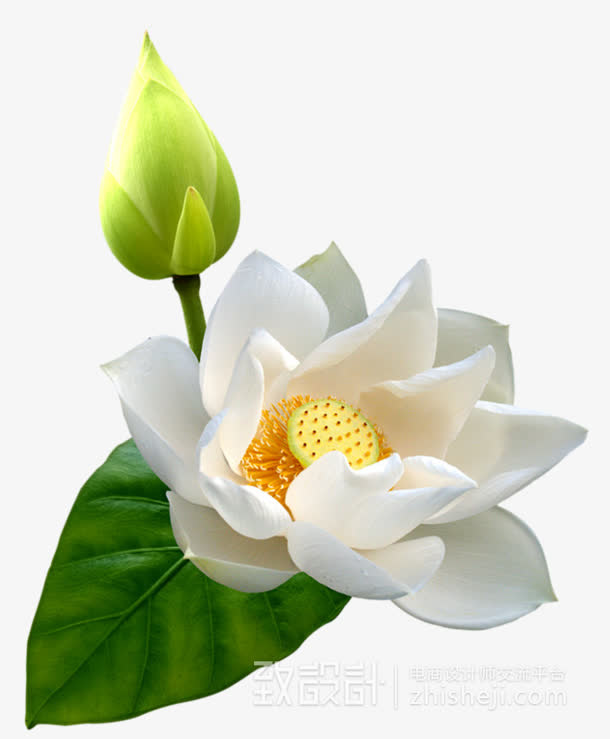 绿叶白色盛开荷花免抠