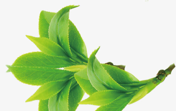 植物免抠