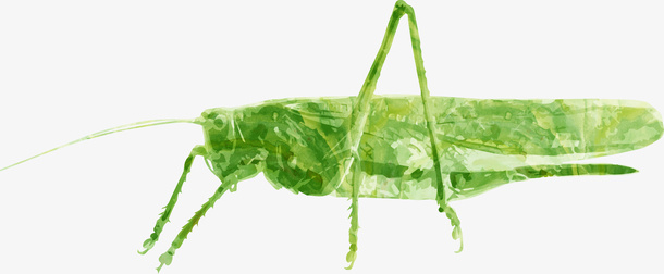 昆虫免抠