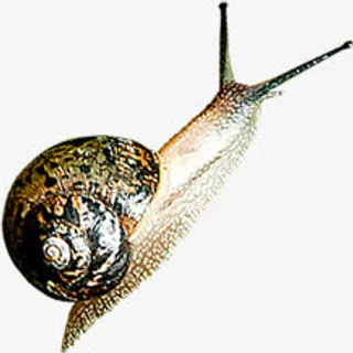 春日复苏蜗牛昆虫免抠