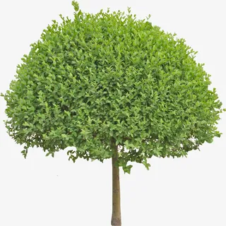 小叶女贞免扣素材1免抠