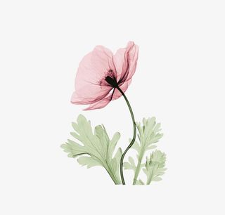 夏天 元素 立夏 暑天 素材 免抠免抠