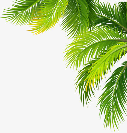 清凉夏日棕叶效果免抠
