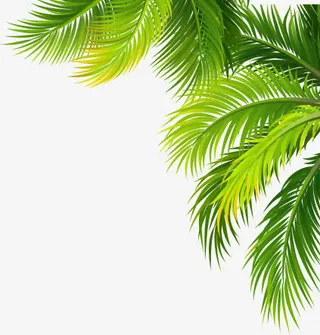 清凉夏日棕叶效果免抠