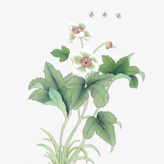 古风彩绘白花红花绿叶免抠