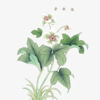 古风彩绘白花红花绿叶免抠 古风彩绘白花红花绿叶免抠