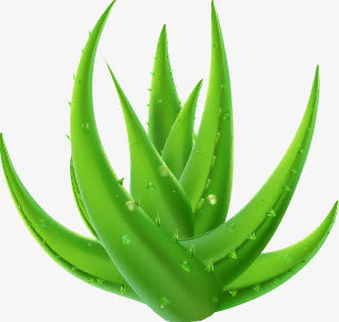 芦荟精华免抠