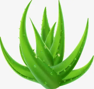 芦荟精华免抠