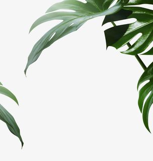 龟背竹绿植元素免抠