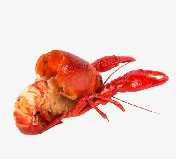 红色小龙虾免抠