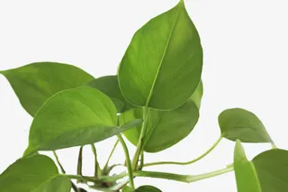 绿萝的叶子免抠