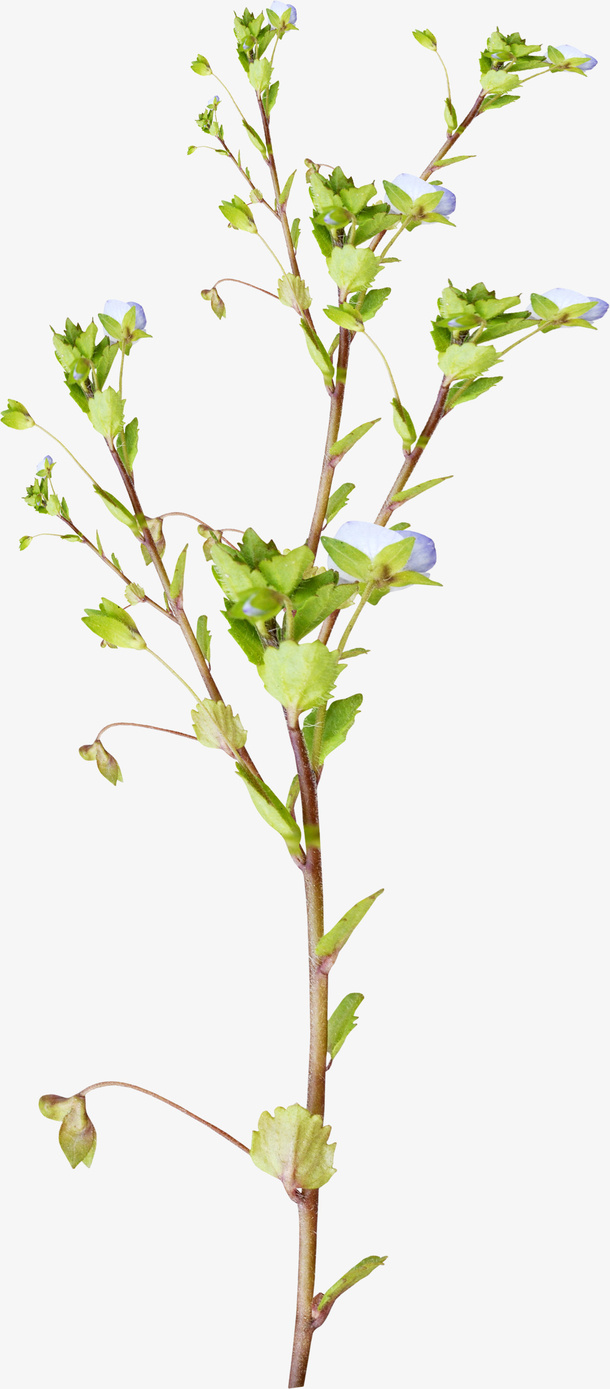 树免抠