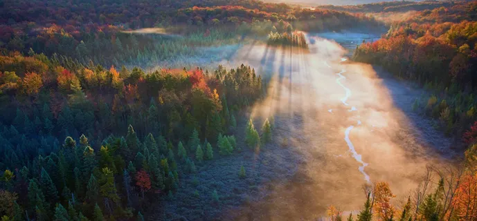 夕阳森林海报素材高清