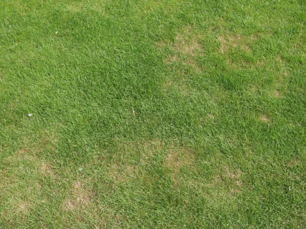 草坪草皮地面材质贴图免抠