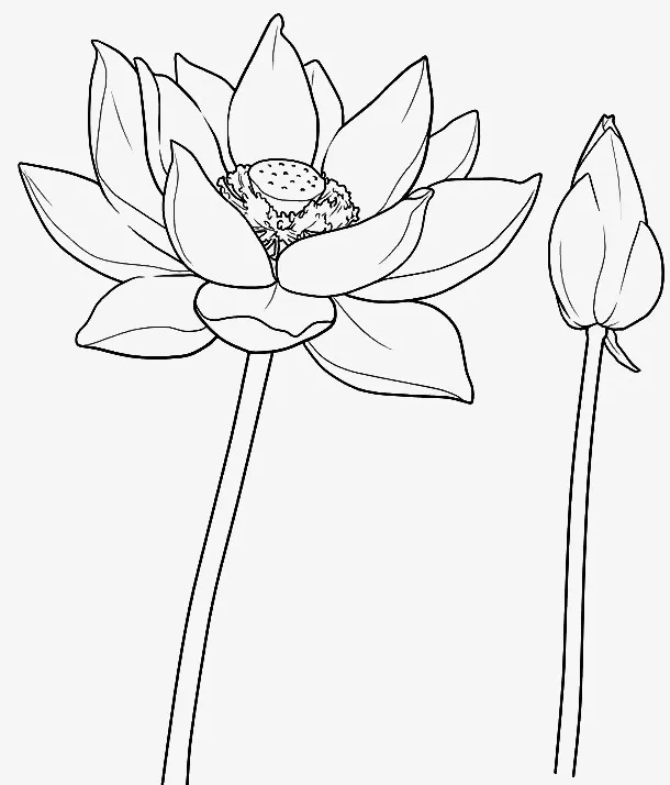 手绘荷花简笔插画矢量元素免抠